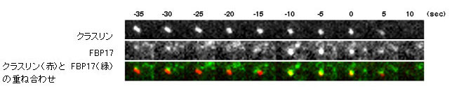 図6　クラスリン依存性のエンドサイトーシスにおけるFBP17とクラスリンのTIRFM像