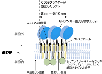 図２