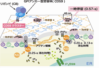 図３