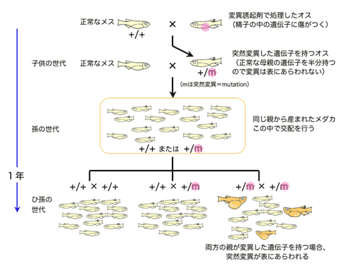 図１