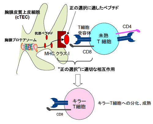 図３