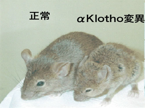 図1　1997年に発見されたalpha-Klotho遺伝子変異マウス