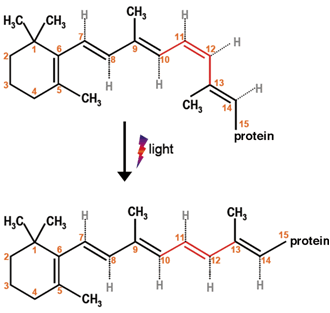 図１　網膜内でのレチナール分子の光異性化の模式図（シス形からトランス形への異性化）