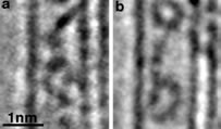 図３　電子顕微鏡で撮影されたカーボンナノチューブ内のレチナール分子とその模式図