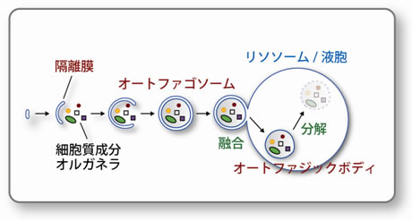 図１