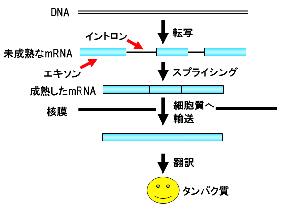 図１　DNAの遺伝情報をもとにタンパク質が合成される仕組み