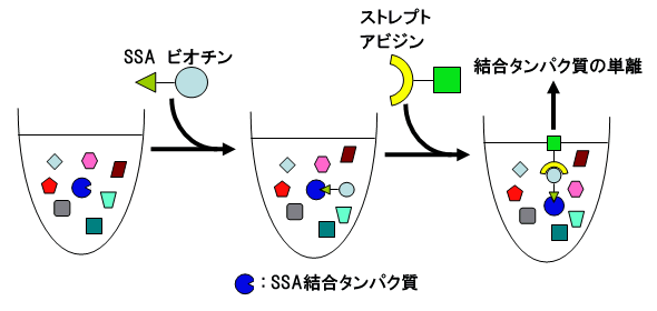 図２　スプライソスタチンA結合タンパク質の単離法
