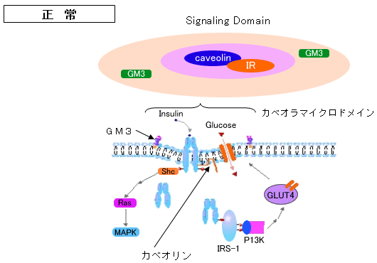 図１　正常