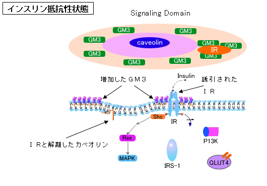 図１　インスリン抵抗性状態