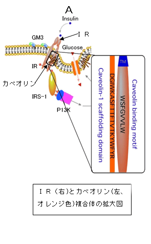 図２Ａ　ＩＲ（右）とカベオリン（左、オレンジ色）複合体の拡大図