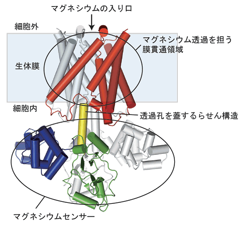 図１