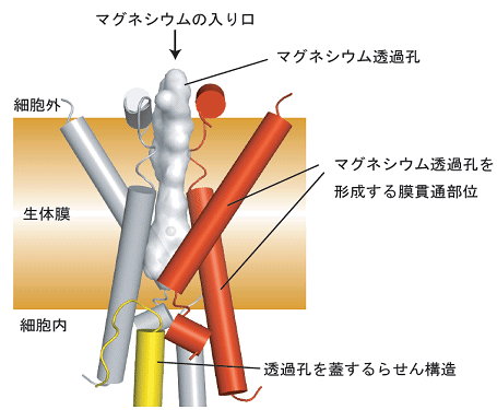 図２