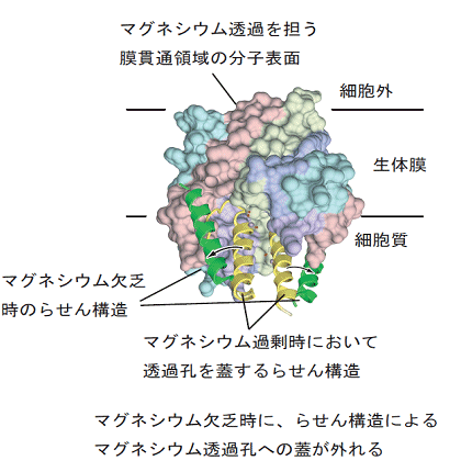 図３