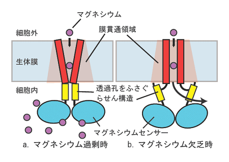 図４