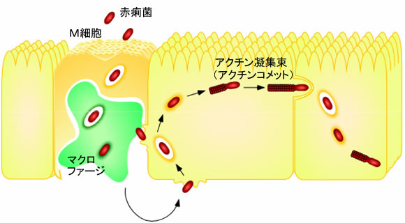 図１　赤痢菌の感染過程