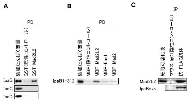 図４　IpaBたんぱく質とMad2L2たんぱく質の特異的な結合