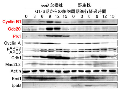 図５　赤痢菌感染によるAPCユビキチンリガーゼ基質分子の分解誘導