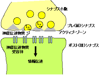 図１．シナプスの概略図