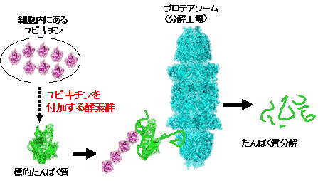 図２．ユビキチン・プロテアソーム系によるタンパク質分解のモデル図