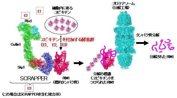 図３．SCRAPPER（壊し屋）が関与するRIM1タンパク質の分解のモデル図