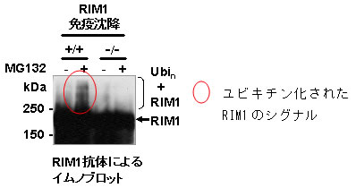 図５．壊し屋タンパク質ノックアウトマウスの脳ではRIM1のユビキチン化は起こっていないことを表す結果