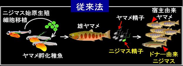 図１　ヤマメ両親からニジマス次世代のみを生産する方法