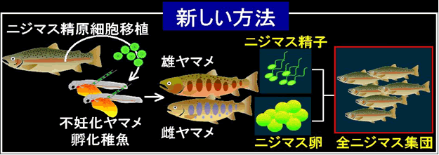 図１ ヤマメ両親からニジマス次世代のみを生産する方法
