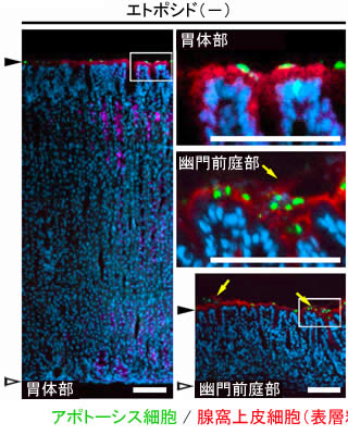図3　スナネズミ胃粘膜上皮細胞のアポトーシス