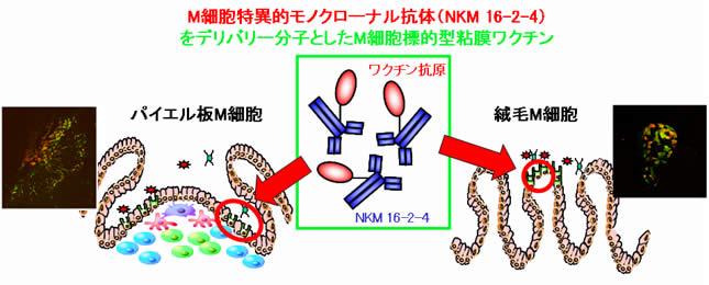 図1. Ｍ細胞標的型粘膜ワクチンの概略