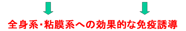 図1. Ｍ細胞標的型粘膜ワクチンの概略