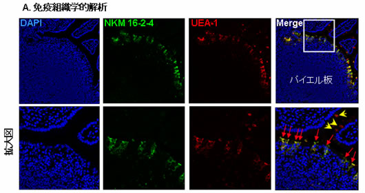 図2. M細胞特異的抗体（NKM 16-2-4）を用いた免疫組織学的解析（A.免疫組織学的解析）