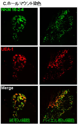 図2. M細胞特異的抗体（NKM 16-2-4）を用いた免疫組織学的解析（C.ホールマウント染色）