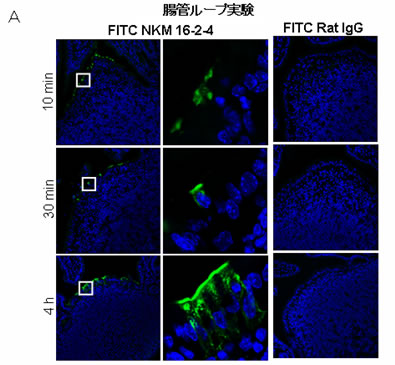 図3. NKM 16-2-4をデリバリー分子として応用したM細胞標的型粘膜ワクチン（A.腸管ループ実験）