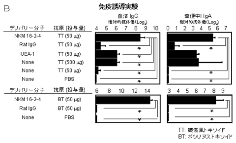 図3. NKM 16-2-4をデリバリー分子として応用したM細胞標的型粘膜ワクチン（B.免疫誘導実験）