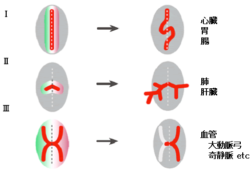 図1：非対称な形が生じる仕組み