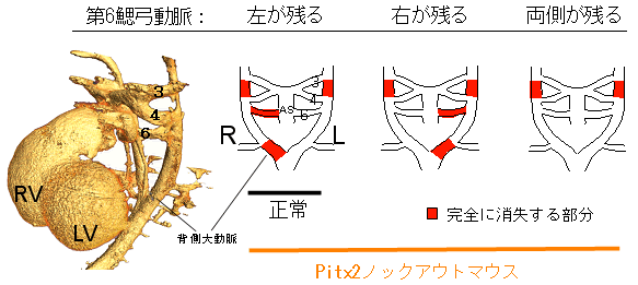 図2：鰓弓動脈のリモデリング・パターン