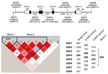 図11　Fabp7遺伝子の日本人統合失調症における遺伝解析