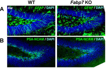 図9　野生型（WT）とFabp7ノックアウトマウスにおける神経新生