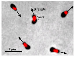 図１　Mycoplasma mobileの顕微鏡像