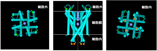 図２ カリウムチャネル（KcsA チャネル）の立体構造