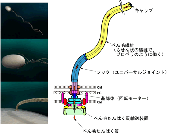 図１ べん毛で泳ぐ細菌の模式図と細菌べん毛の模式図