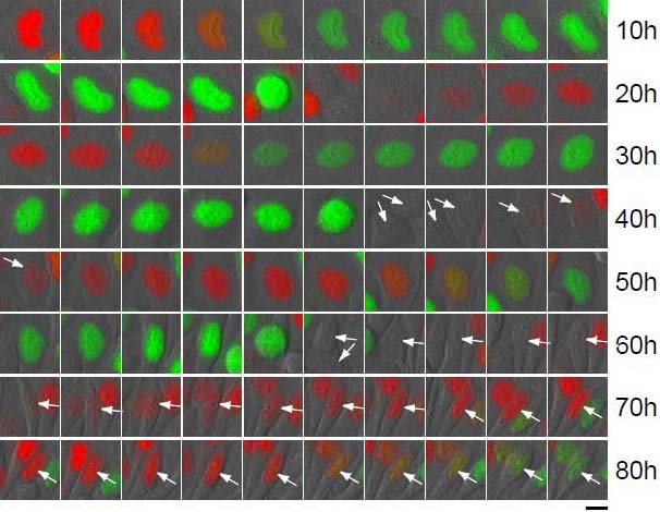 図3 Fucciの細胞周期依存性の評価