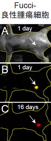 図4 Fucci発現細胞のヌードマウス移植実験