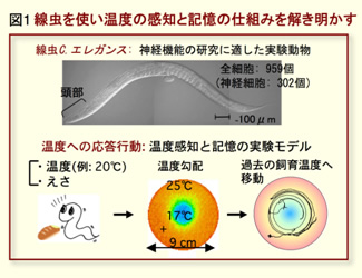 図1　線虫を使い温度の感知と記憶の仕組みを解き明かす