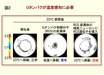 図2　Gタンパクが温度感知に必要