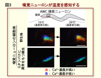 図3 嗅覚ニューロンが温度を感知する