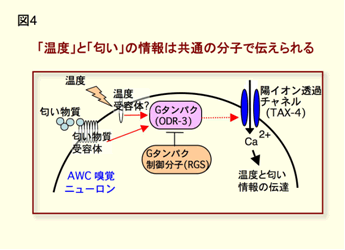 図4　「温度」と「匂い」の情報は共通の分子で伝えられる