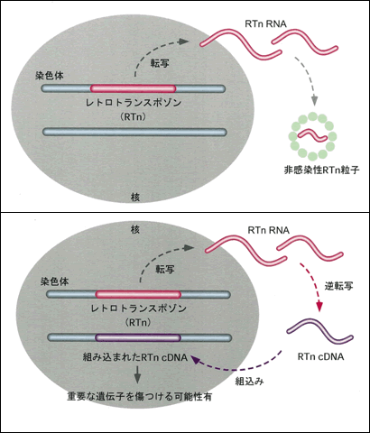 図　上：レトロトランスポゾン　下：レトロトランスポゾンのDNA組み込み