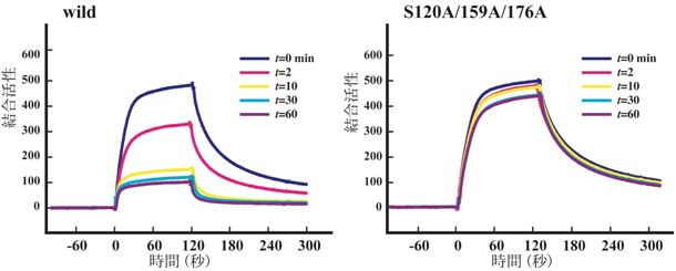 図３　リン酸化によるHomer3結合タンパク質に対する親和性の低下