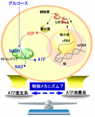 細胞内のエネルギー収支を制御する新規たんぱく質を発見（がん・生活習慣病の新しい治療法に道）